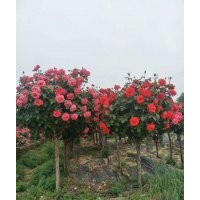 月季，品種月季，獨(dú)桿月季，月季樹(shù)