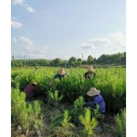 臨湘市濕地松苗供應(yīng)_優(yōu)質(zhì)濕地松-隨州希望苗圃