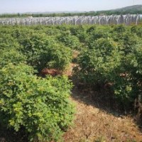 食用玫瑰苗木各種分枝高度大量出售