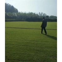 馬尼拉草皮 、草坪、金氏苗木(多圖)