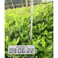 大量供應(yīng)毛杜鵑