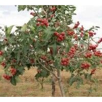 3公分山楂樹哪里有，5公分山楂樹哪里有，8公分山楂樹哪里有，12