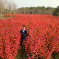 基地直銷美國紅楓，秋火焰，十月光輝，夕陽紅，紅點，紅冠，太陽