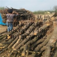 基地直銷批發(fā) 棗樹苗果樹苗品種齊全