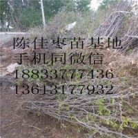 現(xiàn)挖棗樹高掛果率苗木