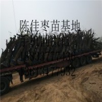 專業(yè)庭院嫁接大青棗果樹樹苗