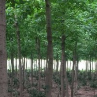 8-12青葉復(fù)葉槭