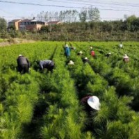 3年生1至1.5米高濕地松苗供應(yīng) 價格實惠