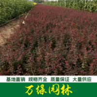 紫葉小波 紫葉小波苗