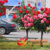 大量供應(yīng)2公分樹形月季月季樹冠幅60cm左右