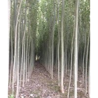 甘肅新疆楊批發(fā)|甘肅新疆楊價(jià)格