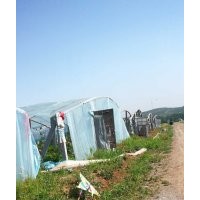 中天玫瑰大田裸根，高60左右，冠幅40左右，大量有貨