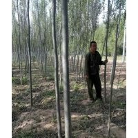 忻園錦誠(chéng)苗木合作社