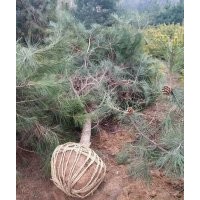 忻園錦誠(chéng)苗木合作社