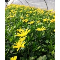 木春菊基地批發(fā)木春菊小苗 木春菊價格