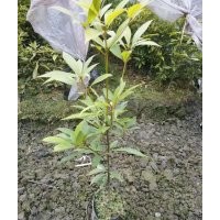 正宗的小葉楨楠小苗批發(fā)基地價格