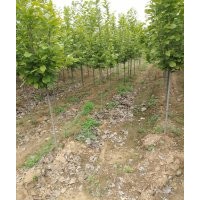 急賣合同到期 要杜仲的快連系