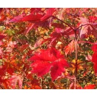 正宗美國紅楓夕陽紅 紅楓樹苗 紅楓苗 紅楓小苗 苗木包成活