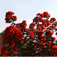 火紅、丹紅、天鵝絨、美國(guó)紫薇基地