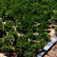 小龍柏最新批發(fā)價格