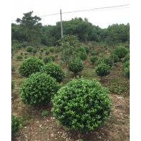 大葉黃楊球、海桐球、紅葉石楠球、各種球類大量供應(yīng)