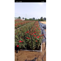 月季，四季玫瑰