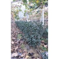 黃楊，瓜子黃楊