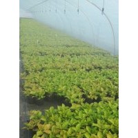 繡球基地直供盆栽