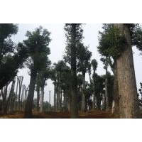 銷售湖南移植香樟