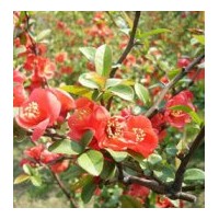 優(yōu)惠批發(fā)貼梗海棠