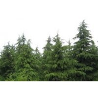 南京維華苗圃場(chǎng)