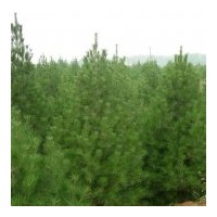 供應(yīng)山西油松 黑松 白皮松 華山松 雪松 蜀檜