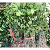 供應(yīng)紅連苗木 五角楓苗 冬青苗 火炬苗 連翹苗