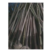 出售5公分的殺頭香樟樹，上車價40.