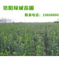 基地直供大葉黃楊