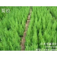 蜀檜基地直供蜀檜