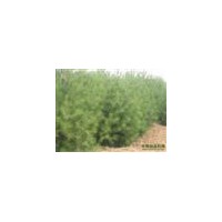 供白皮松 油松 華山松 冬青