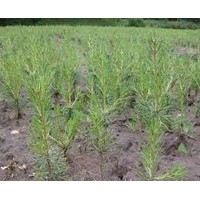 出售樟子松、油松、側柏 、 水臘、云杉、垂榆