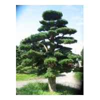 出售桂花 紅葉石楠樹 （球） 春鵑 紅繼木 （苗球） 廣玉蘭 欒樹