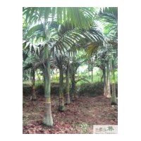 供應(yīng)假檳榔工程苗木