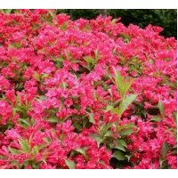 定州苗木花卉基地?zé)徜N紅王子錦帶