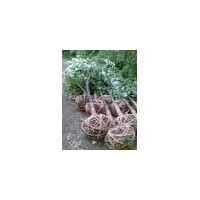 供應(yīng)綠化工程苗木