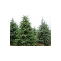 出售落羽杉 中山杉 雪松 白廣玉蘭 馬褂木 大葉女貞