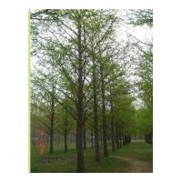 出售銀杏樹(shù)