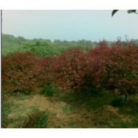 出售 大量 紅葉石楠
