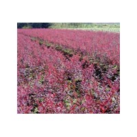 批發(fā)紅葉小檗