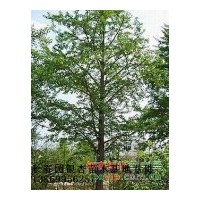 專供銀杏嫁接樹