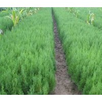 大量供應(yīng)唐山側(cè)柏