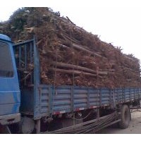 出售3-20cm白榆（榆樹）