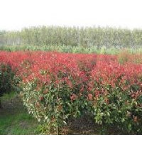 供應(yīng)湯泉紅葉石楠